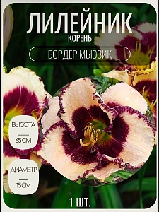 Лилейник Бордер Мьюзик 1шт КолЛайн