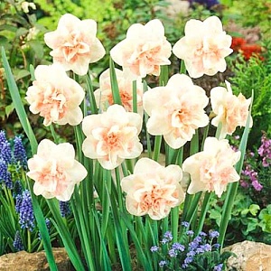 Нарцисс Рози Клауд 1шт (КолЛайн) 