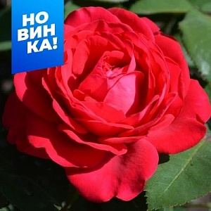 Роза Доминика 1шт (Алтай) спрей