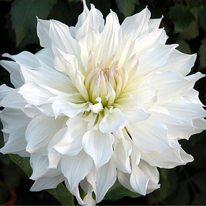 Георгина Айсберг 1шт (КолЛайн)