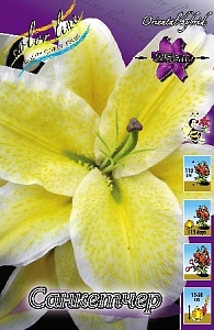 Лилия Санкетчер 12/14 1шт (КолЛайн) 2шт/уп