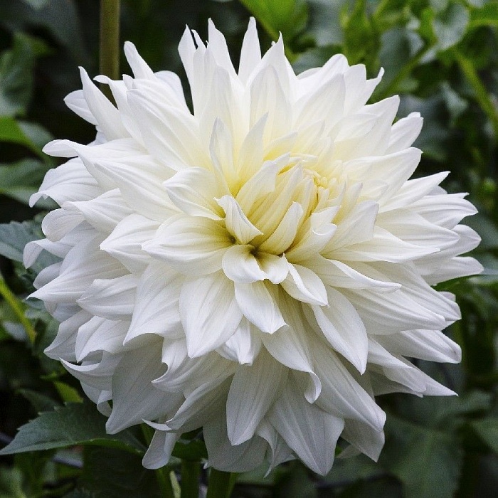 Георгина Сноубаунд 1шт (КолЛайн)