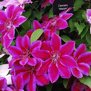 Клематис Акаиши 1шт (КолЛайн) 2шт/уп