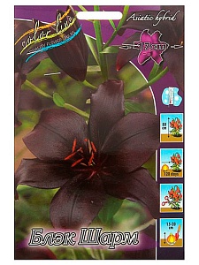 Лилия Блэк Шарм 12/14 1шт (КолЛайн) 2шт/уп