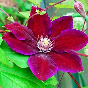 Клематис Юлька 1шт (КолЛайн)