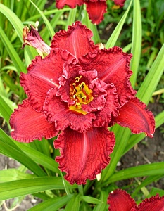 Лилейник Дабл Рэд Роял 1шт (КолЛайн)