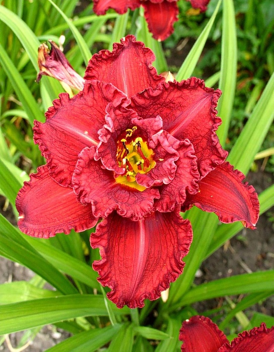 Лилейник Дабл Рэд Роял 1шт (КолЛайн)