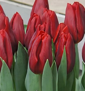 Тюльпан Каданс 1шт (КолЛайн) 10шт/уп