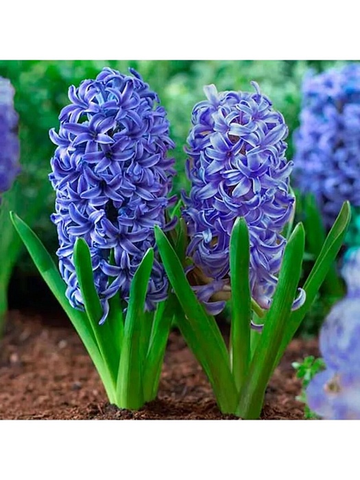 Гиацинт Блю Джакет 14/15 1шт (Садовита) 3шт/уп 