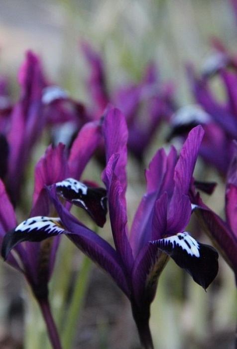 Ирис сетчатый Паулина 6/+ 1шт (КолЛайн) 8шт/уп