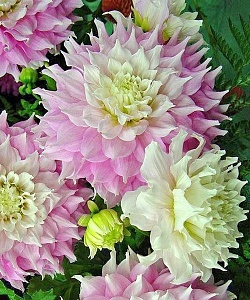 Георгина Гиттс Перфекшн 1шт (КолЛайн)