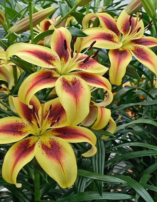 Лилия Вива Ла Вида 12/14 1шт (КолЛайн) 2шт/уп