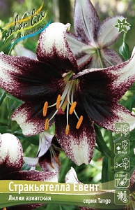 Лилия Стракьятелла Евент 12/14 1шт (КолЛайн)