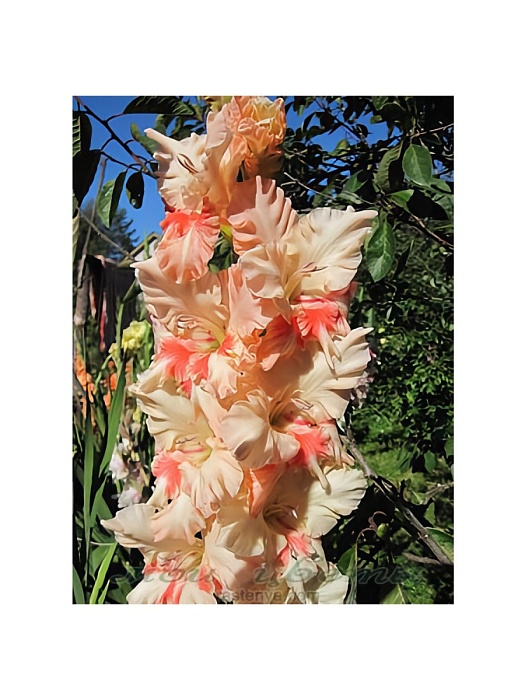 Гладиолус Звуки музыки 12/14 1шт (НК) 5шт/уп