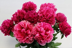 Пион Авис Варнер 1шт (КолЛайн)