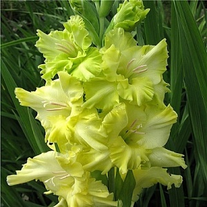 Гладиолус Блитц 1шт (КолЛайн) 7шт/уп