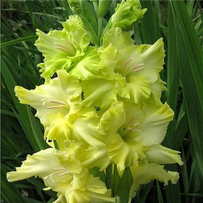 Гладиолус Блитц 1шт (КолЛайн) 7шт/уп