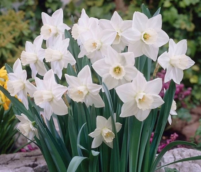 Нарцисс Стейнлесс 12/14 1шт (КолЛайн) 5шт/уп