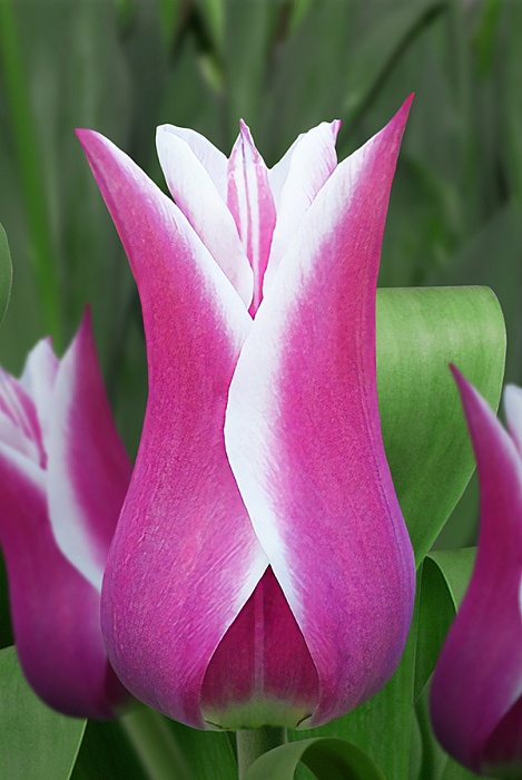 Тюльпан Баллада 11/12 1шт (Садовита) 8шт/уп