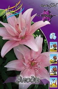 Лилия Элоди 12/14 1шт (КолЛайн)