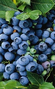 Голубика Чиппева 1шт (КолЛайн)