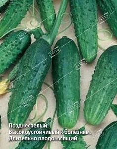 Огурец Феникс 640 1кг (ПрСидс)
