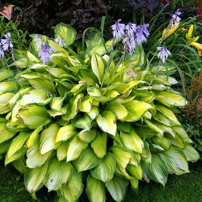 Хоста Август Мун 1шт (Садовита) 