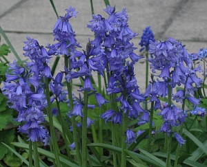 Гиацинтоидес Синий 1шт (КолЛайн) 10шт/уп