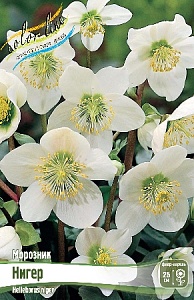 Морозник Нигер 1шт (КолЛайн)