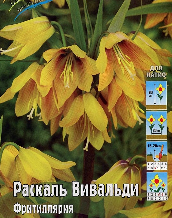 Фритиллярия Раскаль Вивальди 1шт (КолЛайн)
