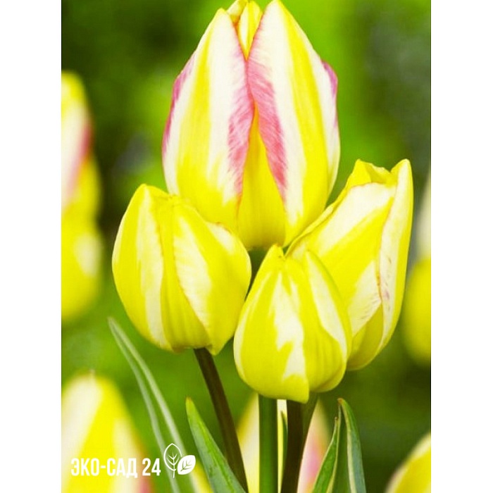 Тюльпан Антуанетта 11/12 1шт (Садовита) 8шт/уп