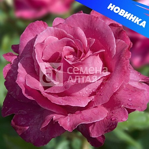 Роза Каприз де Майян 1шт (Алтай) чайно-гибридная