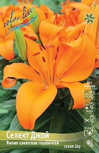 Лилия Селект Джой 12/14 1шт (КолЛайн) 7шт/уп
