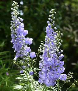 Дельфиниум Гиллиан Даллас 1шт (КолЛайн)