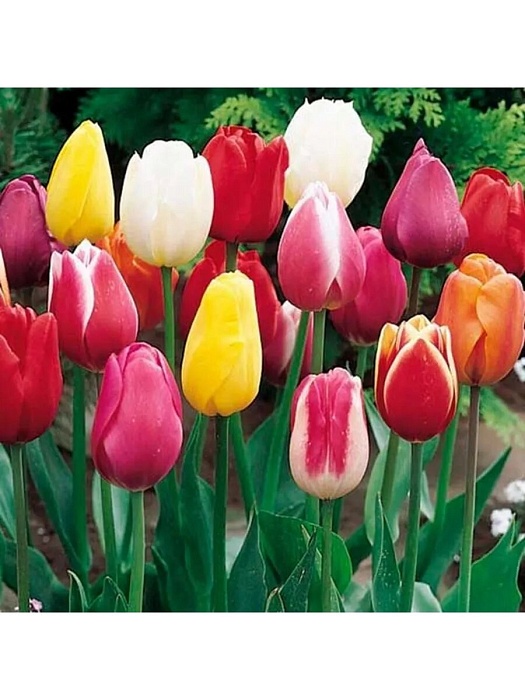 Тюльпан Смесь тюльпанов Триумф 11/12 1шт (Садовита) 8шт/уп