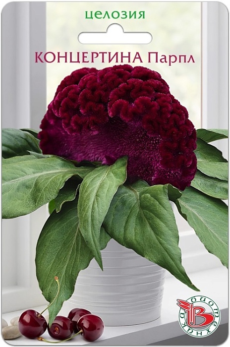 Целозия Концертино Парпл (Биотехника)