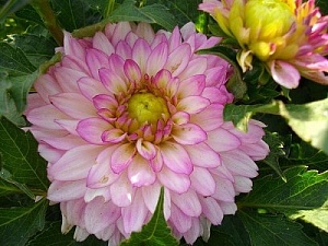 Георгина Мелоди Дикси 1шт (КолЛайн)