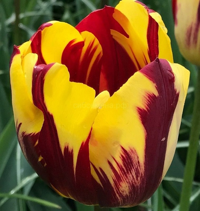 Тюльпан Эль Сид 1шт (Садовита) 10шт/уп