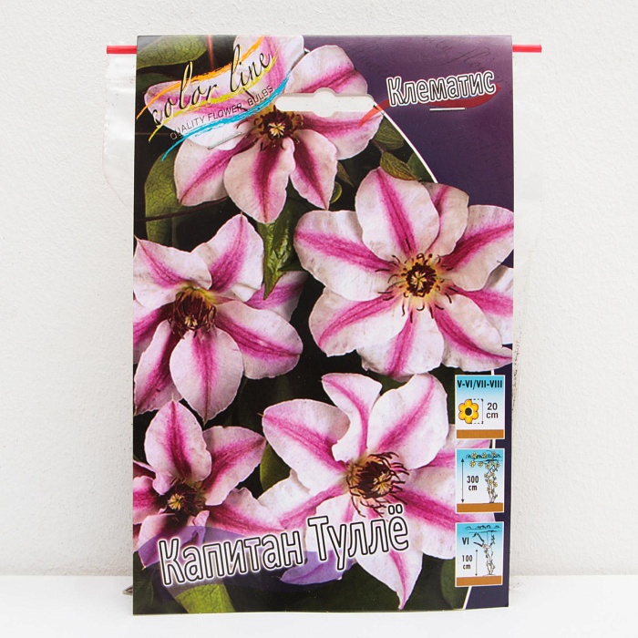 Клематис Капитан Тулле 1шт (КолЛайн) 2шт/уп