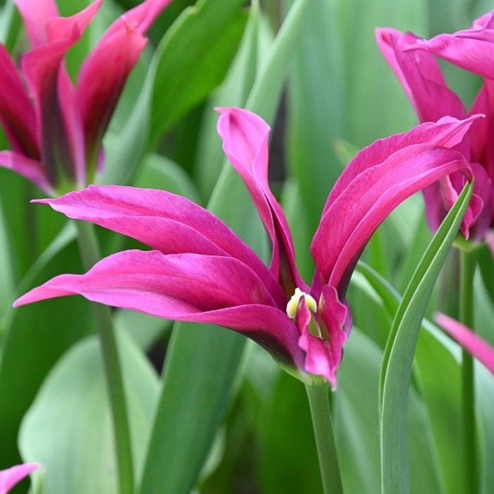 Тюльпан Пурпл Долл 11/12 1шт (Садовита) 10шт/уп