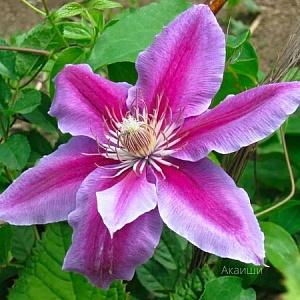 Клематис Акаиши 1шт (КолЛайн) 