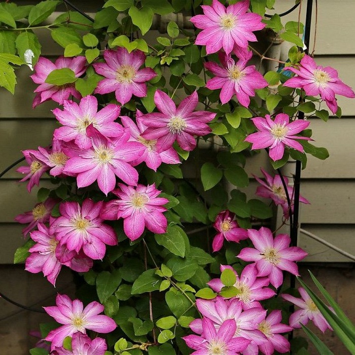 Клематис Асао 1шт (КолЛайн) 2шт/уп