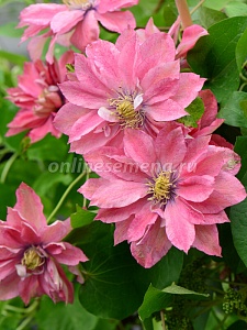 Клематис Литтл Мермейд 1шт (КолЛайн) 