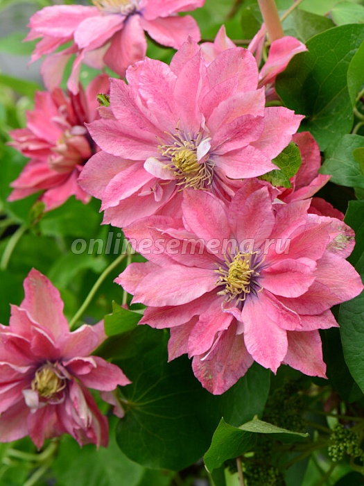 Клематис Литтл Мермейд 1шт (КолЛайн) 