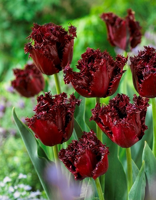 Тюльпан Лабрадор 1шт (КолЛайн) 3шт/уп