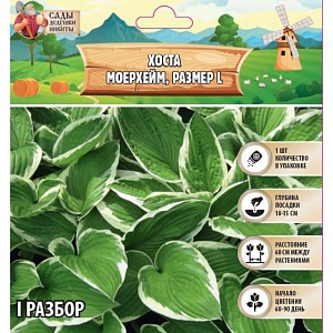 Хоста Моерхейм 1шт (Садовита)