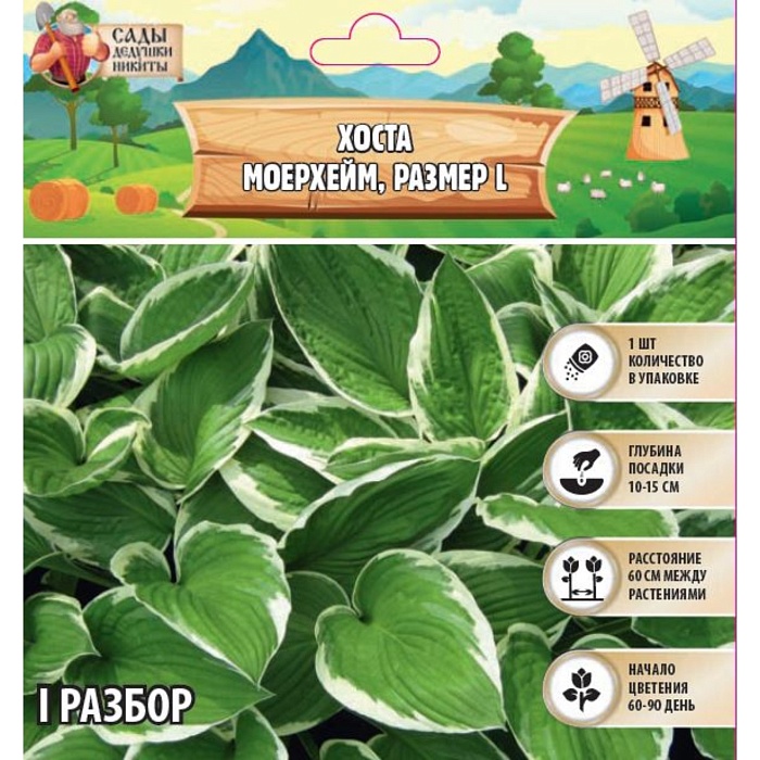 Хоста Моерхейм 1шт (Садовита)