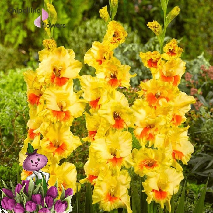 Гладиолус Джестер 12/14 1шт (НК) 10шт/уп