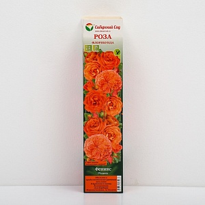 Роза Феникс 1шт (Алтай) флорибунда, оранжевая