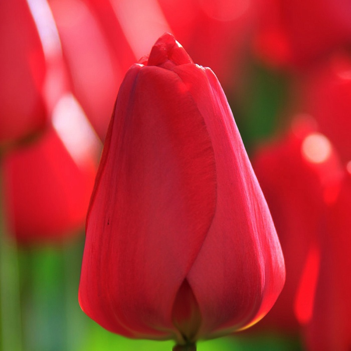 Тюльпан Кай 11/12 1шт (Садовита) 10шт/уп